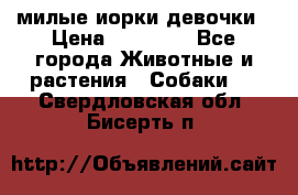 милые иорки девочки › Цена ­ 15 000 - Все города Животные и растения » Собаки   . Свердловская обл.,Бисерть п.